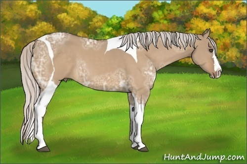 Horse Color:Silver Bay Ice Dun Sabino Splash Tobiano Frame 