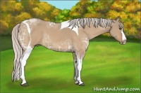 Horse Color:Silver Bay Ice Dun Sabino Splash Tobiano Frame