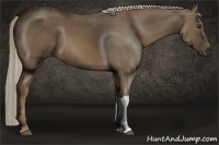 Horse Color:Chocolate Palomino 