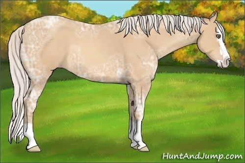 Horse Color:Silver Amber Champagne Ice Sabino Splash 