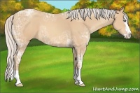Horse Color:Silver Amber Champagne Ice Sabino Splash
