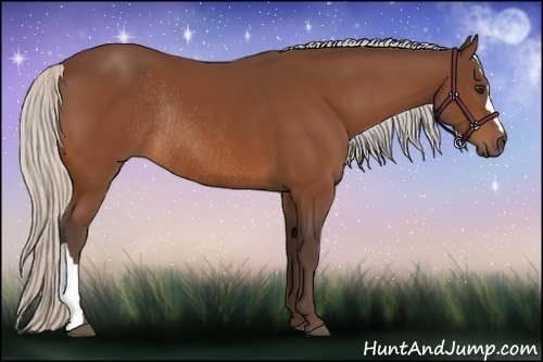 Horse Color:Silver Bay Rabicano 