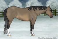 Horse Color:Buckskin Dun