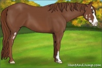 Horse Color:Chestnut Splash Frame 
