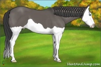 Horse Color:Grullo Splash 