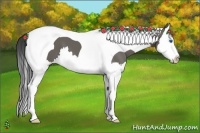 Horse Color:Grullo Splash Tobiano