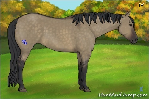 Horse Color:Brown Dun
