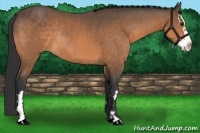 Horse Color:Buckskin Splash Frame Rabicano 