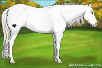 Horse Color:Palomino Ice Dun Appaloosa 