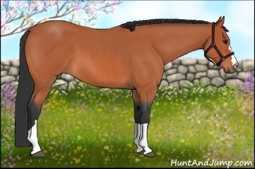 Horse Color:Bay Roan