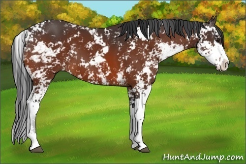 Horse Color:Bay Sabino 