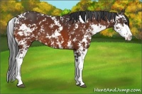 Horse Color:Bay Sabino 