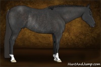 Horse Color:Liver Chestnut Rabicano 