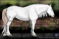 Horse Color:Buckskin Pearl Frame Appaloosa 