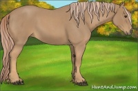 Horse Color:Palomino Roan 