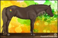 Horse Color:Liver Chestnut 
