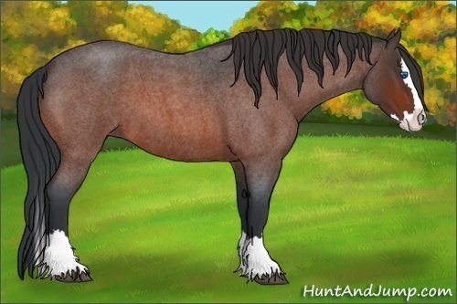 Horse Color:Unknown 