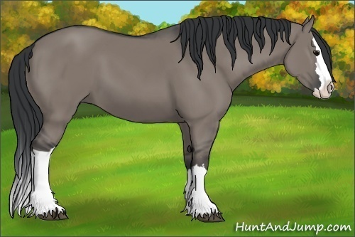 Horse Color:Unknown 