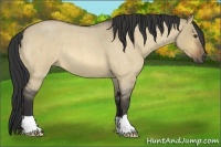 Horse Color:Buckskin Roan Dun 