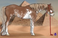 Horse Color:Chestnut Sabino 