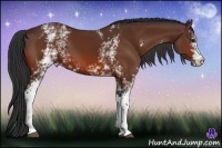 Horse Color:White Spotted Bay 
