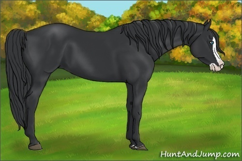 Horse Color:Black Splash