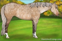 Horse Color:Silver Bay Ice Dun Rabicano