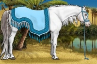 Horse Color:White Spotted Brown Appaloosa Rabicano 