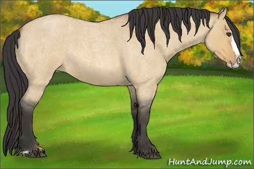 Horse Color:Unknown 