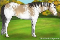 Horse Color:White Spotted Buckskin Dun 