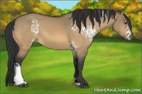 Horse Color:White Spotted Buckskin Dun 