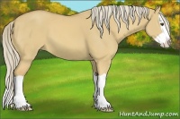 Horse Color:Palomino Dun Splash