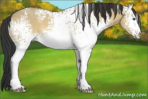 Horse Color:White Spotted Buckskin Dun 