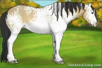 Horse Color:White Spotted Buckskin Dun