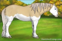 Horse Color:Palomino Dun Splash
