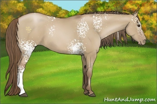 Horse Color:White Spotted Grullo Pearl 