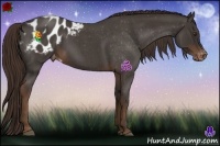 Horse Color:Liver Red Roan Appaloosa 
