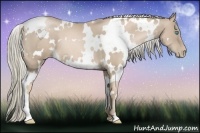 Horse Color:White Spotted Chocolate Palomino Pearl 
