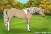 Horse Color:Red Dun Tobiano
