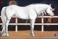 Horse Color:Silver Bay Appaloosa 