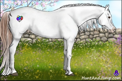 Horse Color:Red Dun Fewspot