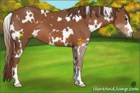 Horse Color:White Spotted Chestnut Sabino