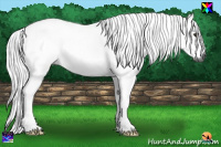 Horse Color:Gray Chestnut Rabicano 