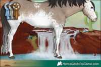 Horse Color:White Spotted Bay Dun Rabicano