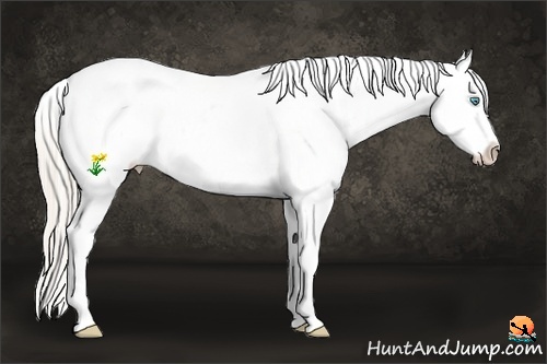 Horse Color:White Spotted Palomino Pearl Splash Tobiano Appaloosa 