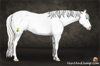 Horse Color:White Spotted Palomino Pearl Splash Tobiano Blanket