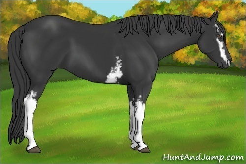 Horse Color:White Spotted Black