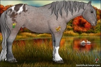 Horse Color:Brown Appaloosa