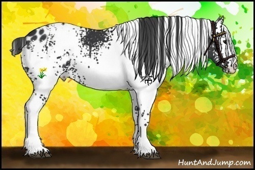 Horse Color:White Spotted Black Appaloosa 