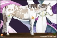 Horse Color:White Spotted Classic Champagne Roan Splash Appaloosa Rabicano